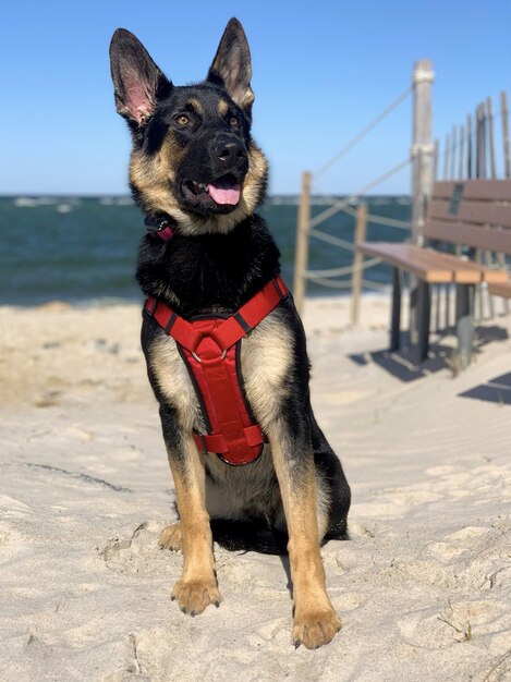 Vertical closeup shot of a German Shepherd sitting in the beach