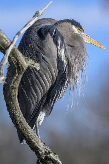 Vertical closeup shot of a great blue heron on a tree branch