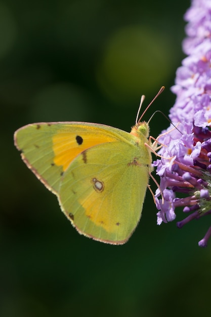 Vertical closeup shot of a green butterfly on the lavender flower