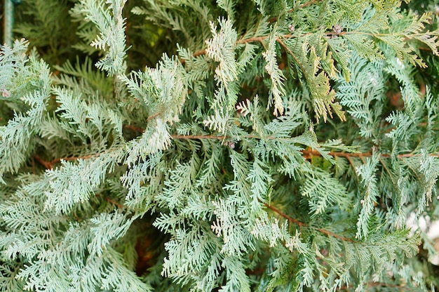 Vertical closeup shot of a green fir tree