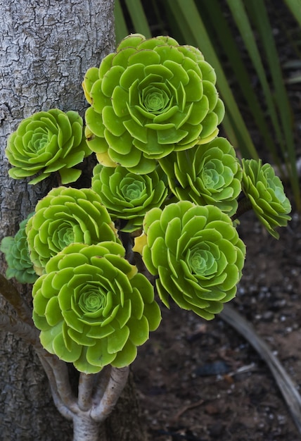 背景をぼかした写真の緑のメキシコのバラの花の垂直のクローズアップショット