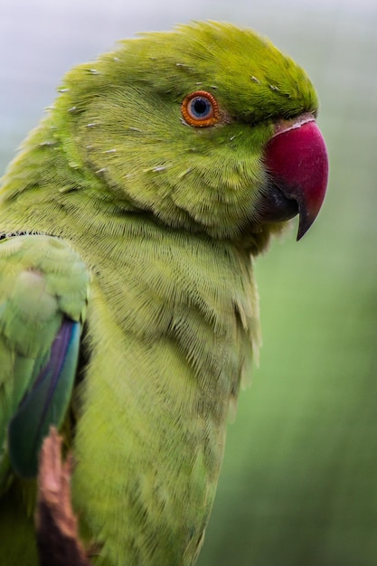 Vertical closeup shot of a green parrot with a blurred surface
