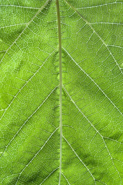 Vertical closeup shot of a green patterned leaf