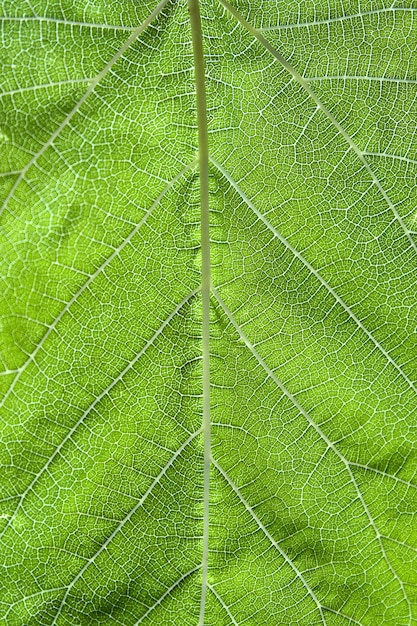 Vertical closeup shot of a green patterned leaf