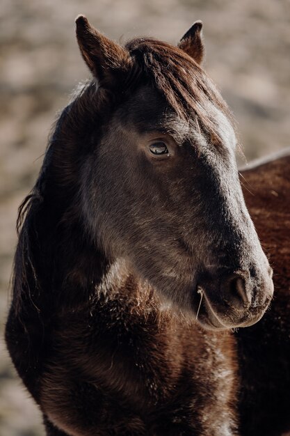Вертикальный снимок крупным планом головы красивой коричневой лошади