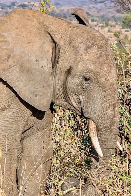 Foto gratuita colpo verticale del primo piano della testa di un elefante carino nel deserto