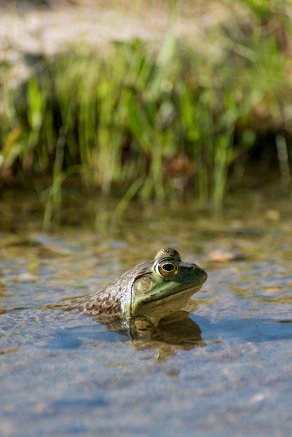 Vertical closeup shot of the head of a frog with big eyes in a swamp