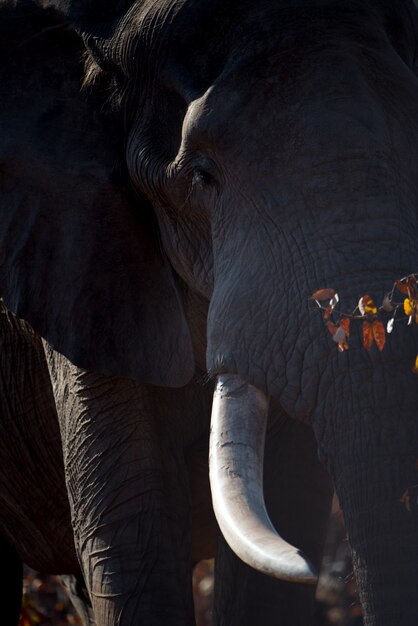 Vertical closeup shot of huge african elephant