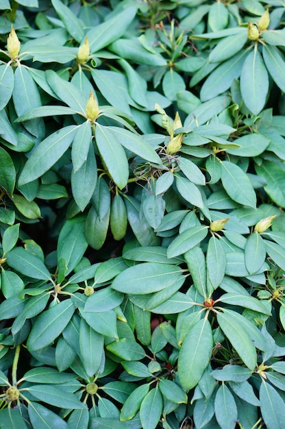 Manilkara 식물의 잎의 수직 근접 촬영 샷