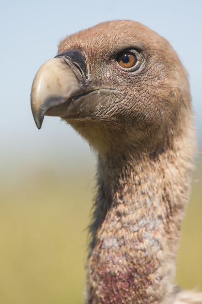 Vertical closeup shot of a magnificent falcon with a blurred natural