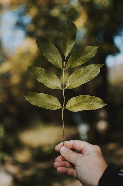 Vertical closeup shot of a male holding a branch with blurred natural