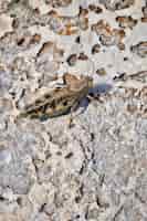 Foto gratuita colpo verticale del primo piano di un insetto del mayfly su una terra sabbiosa