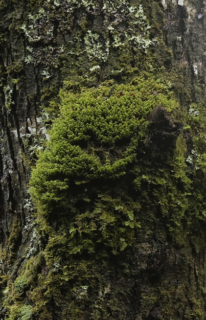 Vertical closeup shot of mossy tree trunk