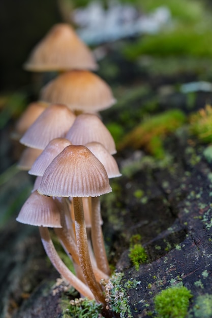 Vertical closeup shot of mushrooms in a forest