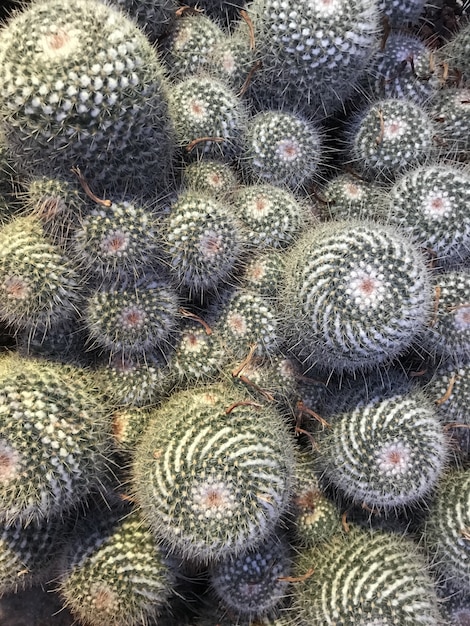 Vertical closeup shot of numerous round green cacti