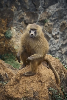 スペイン、カンタブリア、カバルセノ動物園の崖の上のバーバリーマカク猿の垂直クローズアップショット