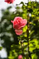 Бесплатное фото Вертикальный снимок красивой розовой розы, цветущей в саду на размытом фоне