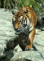 Бесплатное фото Вертикальный крупным планом выстрел из тигра на скалах в зоопарке окленда