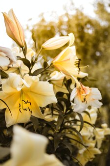 谷間のユリの花の花束とギフトボックスが青の空白のグリーティングカード 平置き プレミアム写真 谷間のユリの花の花束とギフトボックスが青の空白のグリーティングカード 平置き プレミアム写真