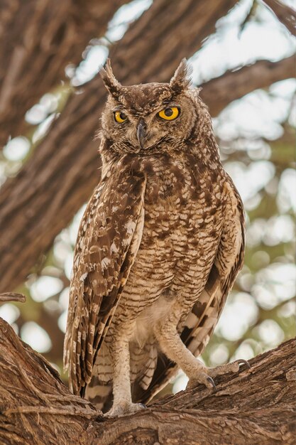 ぼやけた木の枝にとまるフクロウの垂直クローズアップショット