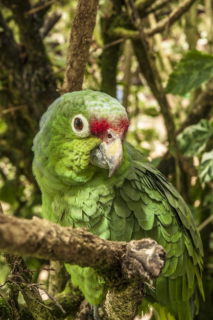 木の枝に立っている森の中でインコの垂直のクローズアップショット