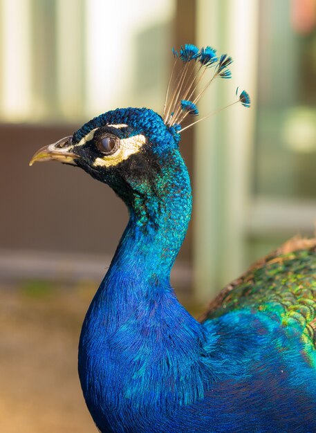 Vertical closeup shot of a peacock head