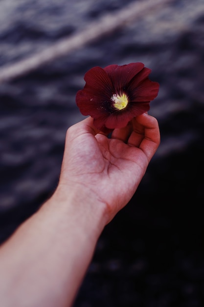 Vertical closeup shot of a person holding a beautiful red flower in hands