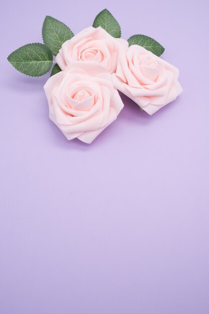 Vertical closeup shot of pink roses isolated on a purple background with copy space