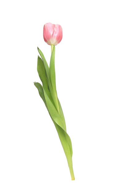 Vertical closeup shot of a pink tulip isolated on a white background