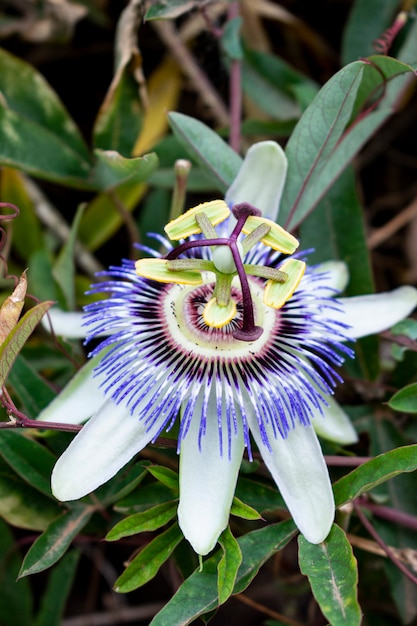 Foto gratuita colpo verticale del primo piano di una passiflora viola