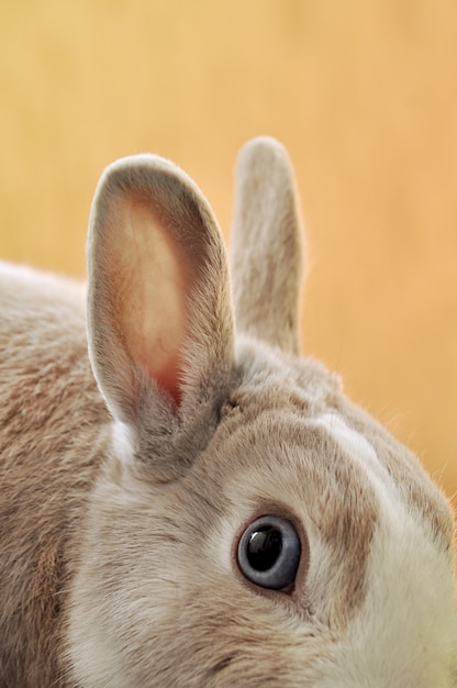 Вертикальный снимок крупным планом глаза кролика с размытым оранжевым фоном