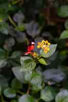 Free photo vertical closeup shot of a red butterfly sitting on the flowe