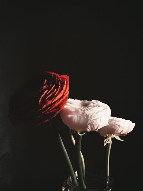 Vertical closeup shot of red and white roses on a black background