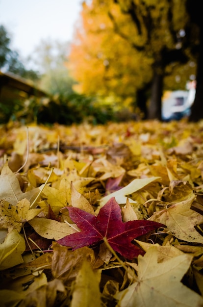 Vertical closeup shot of the red and yellow tree leaves piled up on the ground