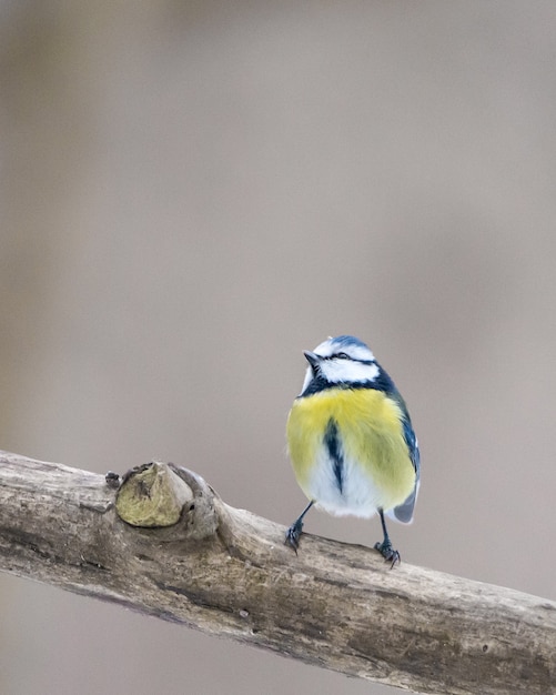 Foto gratuita colpo verticale del primo piano di un piccolo uccello giallo sul ramo di legno con uno sfondo sfocato