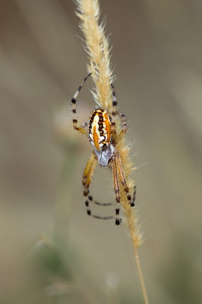 Vertical closeup shot of a spider on a plant