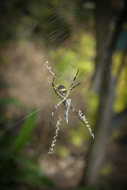ぼやけた背景の公園の蜘蛛の巣の蜘蛛の垂直クローズアップショット