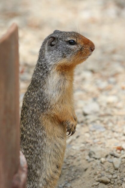 Vertical closeup shot of squirrel