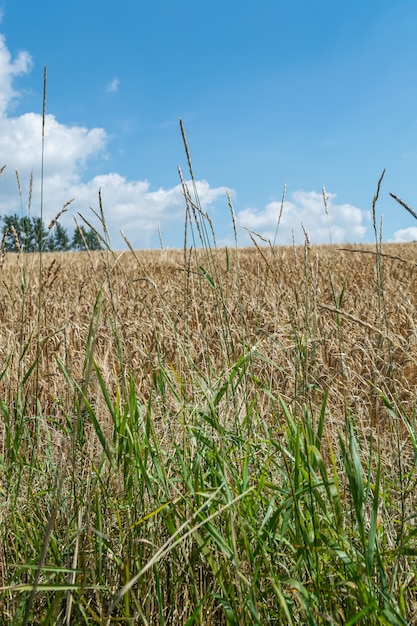 Вертикальный снимок ветвей сладкой травы в поле крупным планом