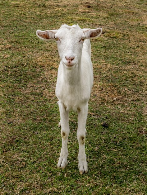 Vertical closeup shot of a tame white goat staring at the camera