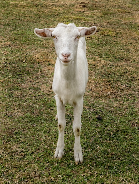 Vertical closeup shot of a tame white goat staring at the camera