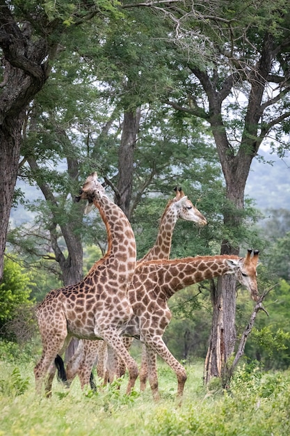 광야에서 걷고 나무에서 잎을 먹는 세 기린의 수직 근접 촬영 샷