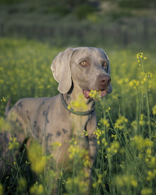 필드에 서 있는 Weimaraner 강아지의 수직 근접 촬영