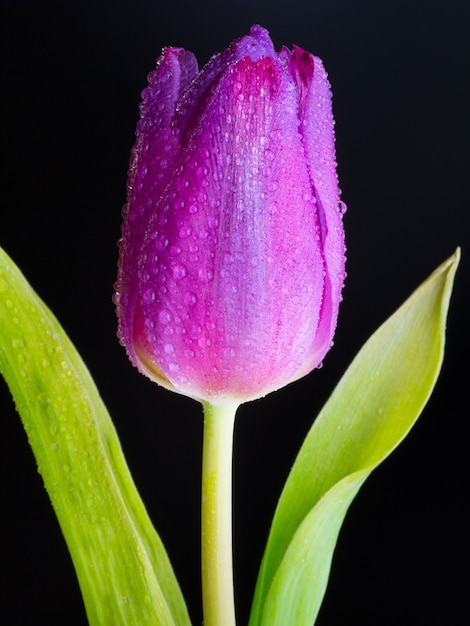 Vertical closeup shot of a wet bud of a pink tulip on black