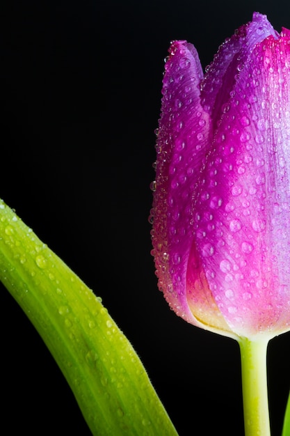 Foto gratuita colpo verticale del primo piano di una gemma bagnata di un tulipano rosa