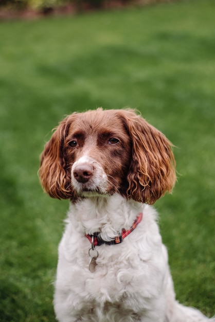 Foto gratuita colpo verticale del primo piano di un cane bianco e marrone con il guinzaglio rosso su erba verde