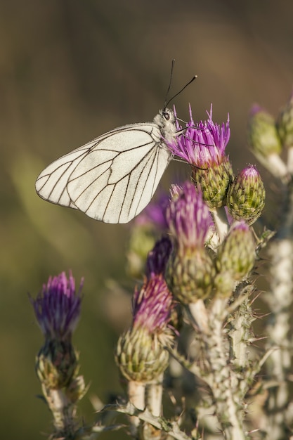 Vertical closeup shot of a white butterfly on a beautiful purple flower