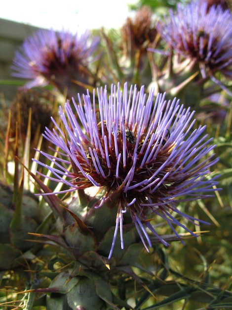 Vertical closeup shot of Wild Artichoke flowers captured in Malta