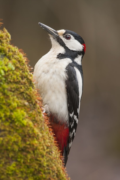 Vertical closeup shot of a woodpecker