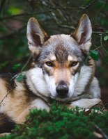 免费图片垂直的特写镜头yamnuska wolfdog背景模糊的绿色植物